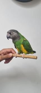Bonte boer, dwergpapegaai met kooi, Dieren en Toebehoren, Vogels | Parkieten en Papegaaien, Papegaai, Pratend