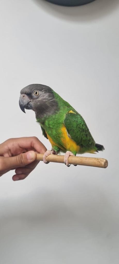 Bonte boer, dwergpapegaai met kooi, Dieren en Toebehoren, Vogels | Parkieten en Papegaaien, Papegaai, Pratend