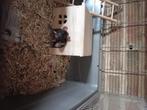 Ratjes, Dieren en Toebehoren, Rat, Meerdere dieren, Tam, Oktober