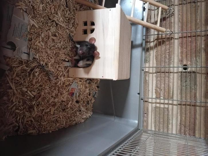 Ratjes, Dieren en Toebehoren, Knaagdieren, Meerdere dieren, Rat, Oktober, Tam
