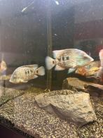 Blauwe texas cichlid jong koppel, Dieren en Toebehoren, Vissen | Aquariumvissen