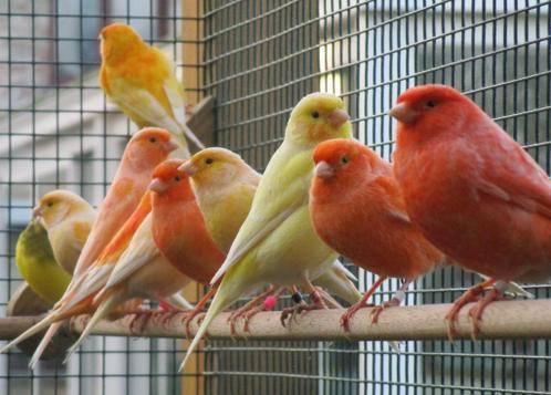 Mooie kanariemans - vele kleuren - superzangers !, Animaux & Accessoires, Oiseaux | Canaris