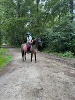 Toffe C pony te koop (allround), Dieren en Toebehoren, Ophalen of Verzenden, Springen