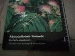 ZADEN PERZISCHE SLAAPBOOM ALBIZIA JULL ULBRELLA., Verzenden
