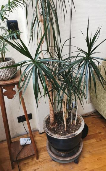 Dracaena of drakenbloedboom 2 meter hoog gezonde plant  beschikbaar voor biedingen