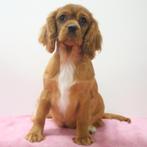 Cavalier King Charles - puppy's te koop, CDV (hondenziekte), Meerdere, Meerdere dieren, Buitenland