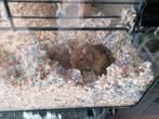 2 gerbils+kooi en toebehoren voeding en stro GRATIS!!!, Dieren en Toebehoren