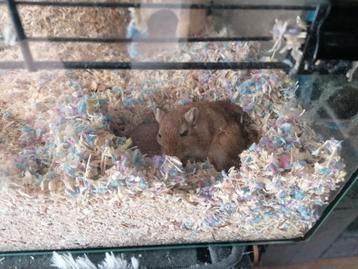 2 gerbils+kooi en toebehoren voeding en stro GRATIS!!!, Dieren en Toebehoren