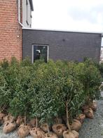 Prunus lucitanica 60/80, Enlèvement