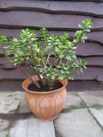 Mediterane plant italiaanse pot, Minder dan 100 cm, Volledige schaduw, In pot, Ophalen