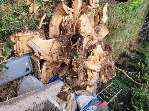 Gratis hout treurwilg en andere hardhout verse kap, Tuin en Terras, Brandhout, Stammen, Overige houtsoorten, Minder dan 3 m³, Ophalen of Verzenden