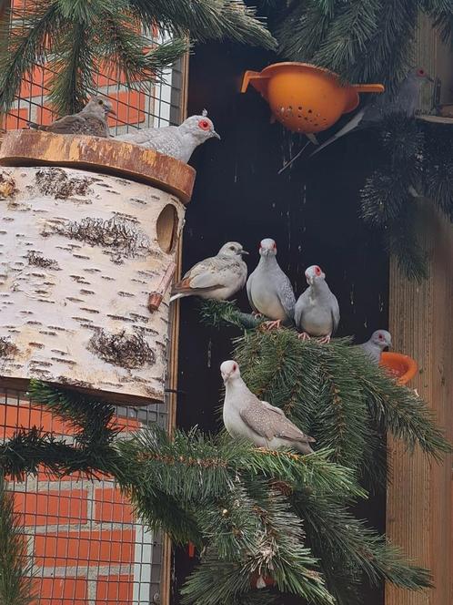 Diamant duiven, Dieren en Toebehoren, Vogels | Overige Vogels, Geslacht onbekend, Geringd