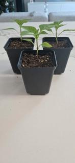 Paprika "Lesya" (plant), Annuelle, Plein soleil, Été, Enlèvement