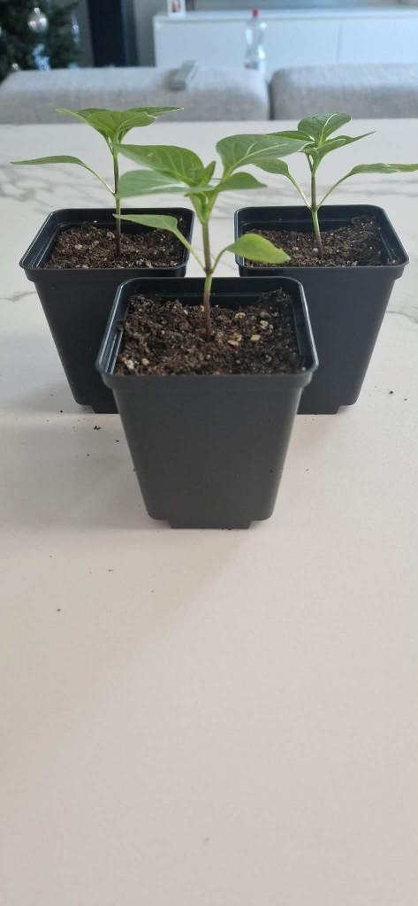 Paprika "Lesya" (plant), Jardin & Terrasse, Plantes | Jardin, Annuelle, Plantes potagères, Plein soleil, Été, Enlèvement