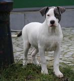 Chiot américain Stafford, American Staffordshire Terrier, Chien (mâle), Belgique, Un chien