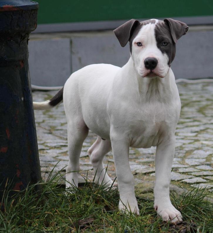 Chiot américain Stafford, Animaux & Accessoires, Chiens | Jack Russell & Terriers, Chien (mâle), American Staffordshire Terrier
