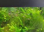 Guppy's, Dieren en Toebehoren, Vissen | Aquariumvissen, Vis, Zoetwatervis, Schoolvis