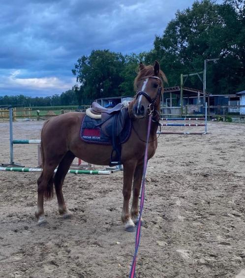 Super brave D-pony, Dieren en Toebehoren, Pony's, Ruin, Zadelmak, D pony (1.37m tot 1.48m), Recreatiepony, 3 tot 6 jaar, Ontwormd