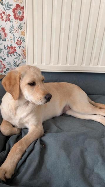 Labrador pup te koop teefje  beschikbaar voor biedingen