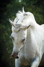 Problemen op lossen of zadelmak maken paarden., Dieren en Toebehoren, Paarden, Zadelmak
