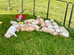 Golden retriever pups van geteste ouders (bij particulier), Animaux & Accessoires, Chiens | Retrievers, Épagneuls & Chiens d'eau