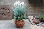Terracotta met orchidee en kunstgras, Ophalen, 40 cm of meer, Rond, Tuin