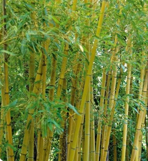 BAMBOE TE KOOP, Tuin en Terras, Planten | Tuinplanten, Vaste plant, Overige soorten, Halfschaduw, Ophalen of Verzenden