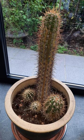 20 jarige Cactus Leucostele Terscheckii  beschikbaar voor biedingen