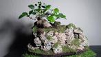 9 bonsaï intérieur + pot fait main   40€/1 ou 100€/3, Maison & Meubles, Plantes d'intérieur, Enlèvement, Bonsai