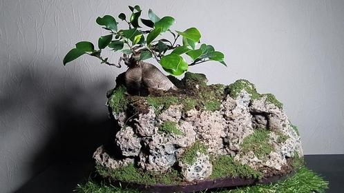 7 bonsaï intérieur + pot fait main   40€/1 ou 100€/3, Maison & Meubles, Plantes d'intérieur, Bonsai, Enlèvement