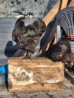 Kuikens brahma van af maart (WACHTLIJST), Dieren en Toebehoren, Pluimvee, Meerdere dieren, Kip