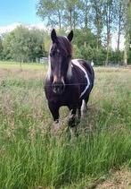 Lieve ruin te koop, Ruin, Recreatiepaard