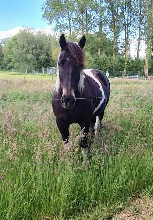 Lieve ruin te koop, Dieren en Toebehoren, Paarden, Ruin, Recreatiepaard