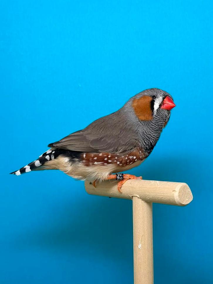 Forse grijze zebravink man split zwartborst, Dieren en Toebehoren, Vogels | Overige Vogels, Mannelijk, Geringd