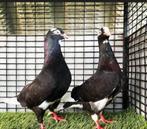 Dobaz kabootar duiven te koop, Dieren en Toebehoren