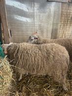 3 rammen, Dieren en Toebehoren, Schapen, Geiten en Varkens