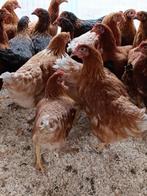 bruine leghennen GELEEWIEKT vanaf 10 eu /0499082381, Dieren en Toebehoren, Pluimvee, Vrouwelijk, Kip