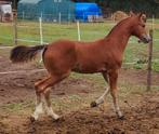 Hengstenveulen Freiberger/Franches-Montagne, Dieren en Toebehoren, Minder dan 160 cm, Gechipt, 0 tot 2 jaar, Hengst