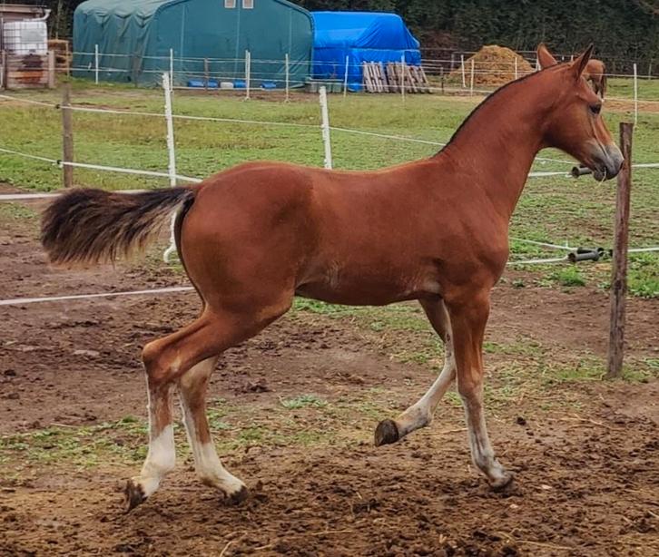 Hengstenveulen Freiberger/Franches-Montagne, Dieren en Toebehoren, Paarden, Hengst, Onbeleerd, Minder dan 160 cm, 0 tot 2 jaar