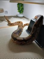 Boa Bci : Hypo RLT (Rosswell Ladder Tail) l'albinos 2021, Serpent, Domestique, 3 à 6 ans