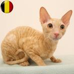 Cornish Rex -  kittens te koop, Dieren en Toebehoren, Katten en Kittens | Raskatten | Korthaar, Meerdere dieren, Gechipt, 0 tot 2 jaar