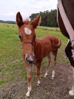 Dressuur merrieveulen, Dieren en Toebehoren, Paarden, Merrie, Dressuurpaard, 0 tot 2 jaar, Onbeleerd