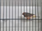 Grote zebravinken onverwant eigen kweek geringd, Meerdere dieren, Tropenvogel, Geringd