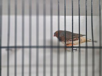 Grote zebravinken onverwant eigen kweek geringd  beschikbaar voor biedingen