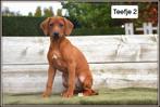 Prachtige Rhodesian Ridgeback pups, Dieren en Toebehoren, België, Overige rassen, CDV (hondenziekte), 8 tot 15 weken
