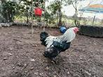 Brahma haan, Dieren en Toebehoren, Mannelijk, Kip