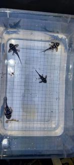 Mooi kweekgroepje L46 L046 2 Man 1 Vrouw 1 twijfel zebra