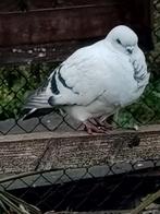 4 sierduiven, Meerdere dieren, Overige soorten