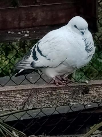 4 sierduiven  beschikbaar voor biedingen
