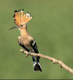 Jonge Hoppen te koop, Dieren en Toebehoren, Meerdere dieren, Geringd